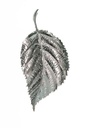 Roses and Leaves Collection Pendant 